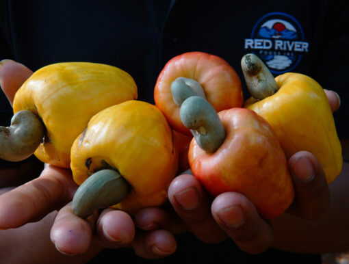 Red river food partners with us initiative to invest 47m to train farmers build cashew processing facility in west africa