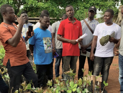 Pruning and thinning trainings bear fruit for cashew communities in Côte d’Ivoire – West Africa Trade & Investment Hub